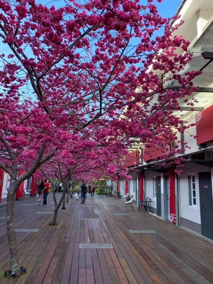 Miaoli Sanyi Bo Wu Guan Homestay Eksteriør billede